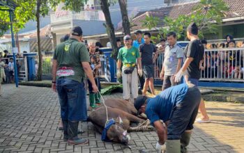 Semangat Gotong Royong Terasa Hangat, Masjid Ar-Rahmah Cileungsi Sembelih 10 Sapi dan 23 Kambing Saat Idul Adha 1447 H