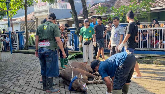 Semangat Gotong Royong Terasa Hangat, Masjid Ar-Rahmah Cileungsi Sembelih 10 Sapi dan 23 Kambing Saat Idul Adha 1447 H
