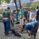Semangat Gotong Royong Terasa Hangat, Masjid Ar-Rahmah Cileungsi Sembelih 10 Sapi dan 23 Kambing Saat Idul Adha 1447 H