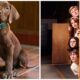 Netflix Bongkar Asal-Usul Scooby-Doo! Serial Live-Action “Scooby-Doo: Origins” Siap Ungkap Misteri Pertama Mystery Inc pada 2027
