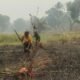 Petani Adat Wanam Butuh Dukungan, MPSI Perkuat Pendampingan